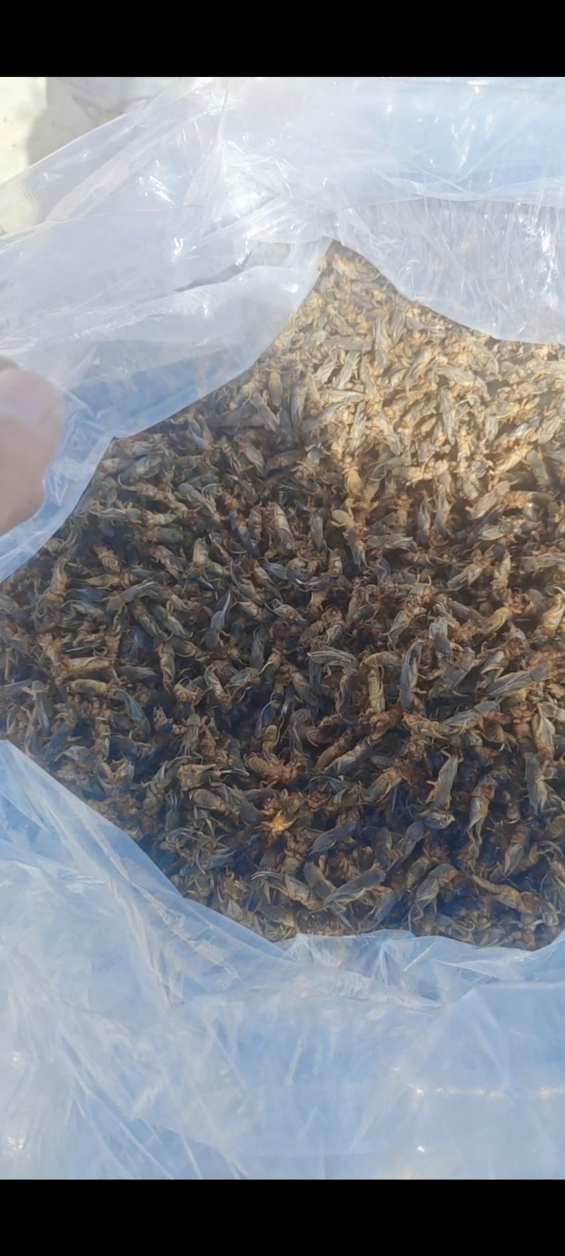 蝼蛄（蝲蝲蛄）干品，辽宁产地直销