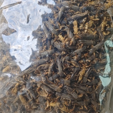 蝼蛄（蝲蝲蛄）干品，辽宁产地直销