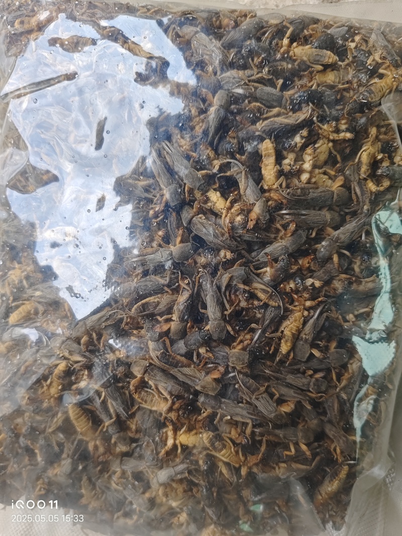蝼蛄（蝲蝲蛄）干品，辽宁产地直销