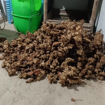 刚挖的老野生金刚藤根