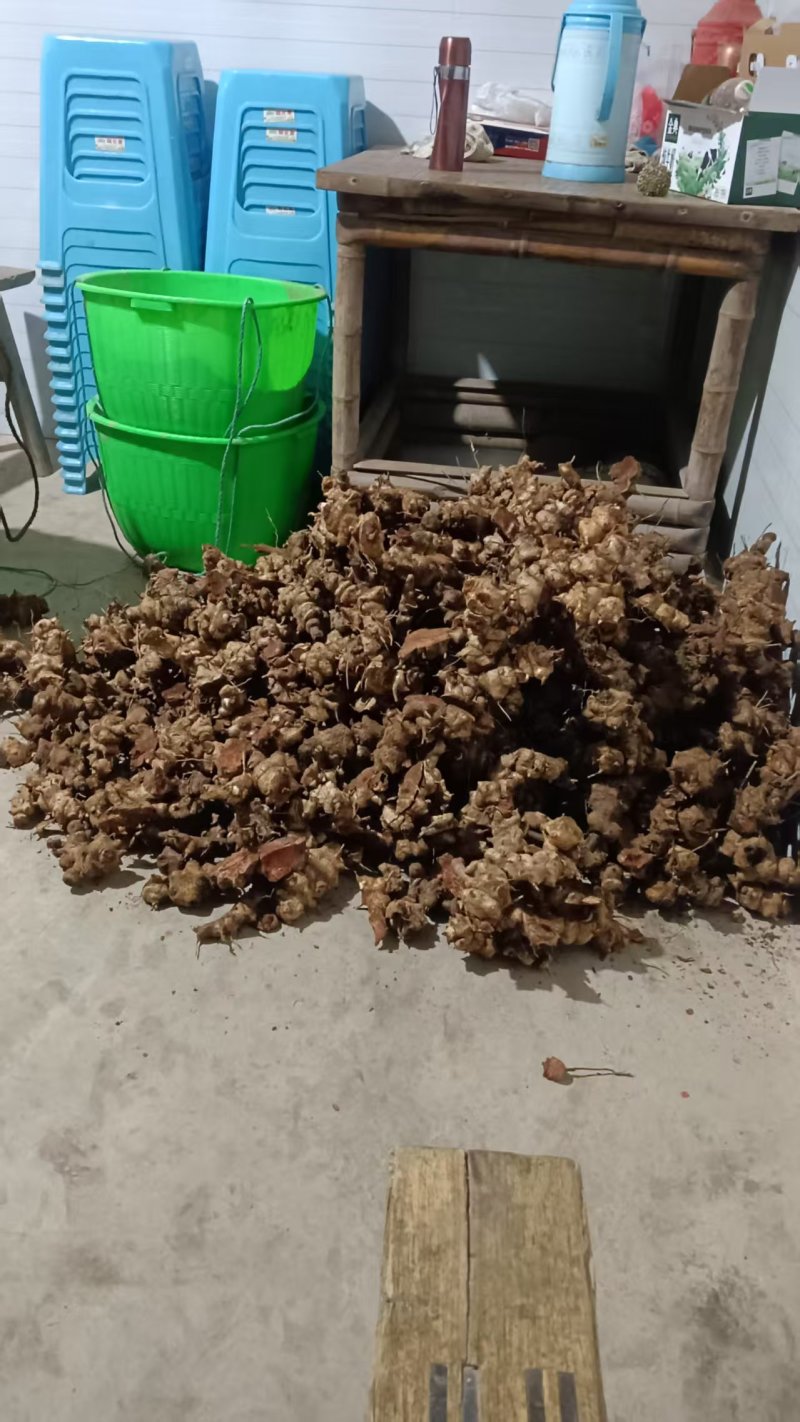 刚挖的老野生金刚藤根