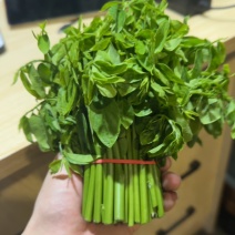 树仔菜