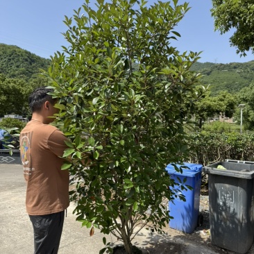 精品无纺布袋红叶石楠大篱笆