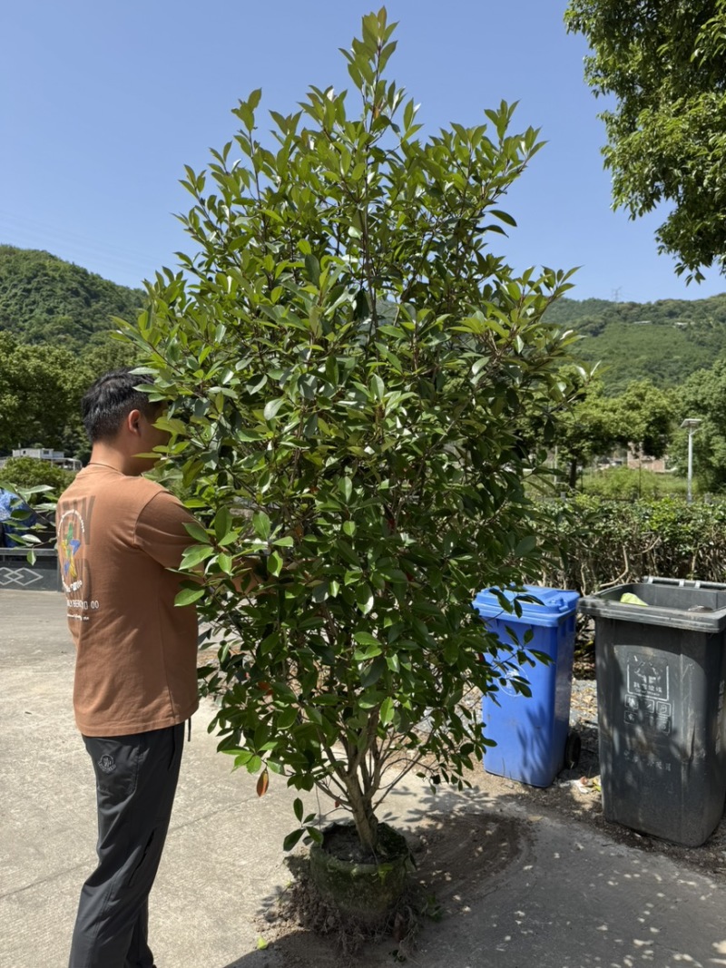 精品无纺布袋红叶石楠大篱笆