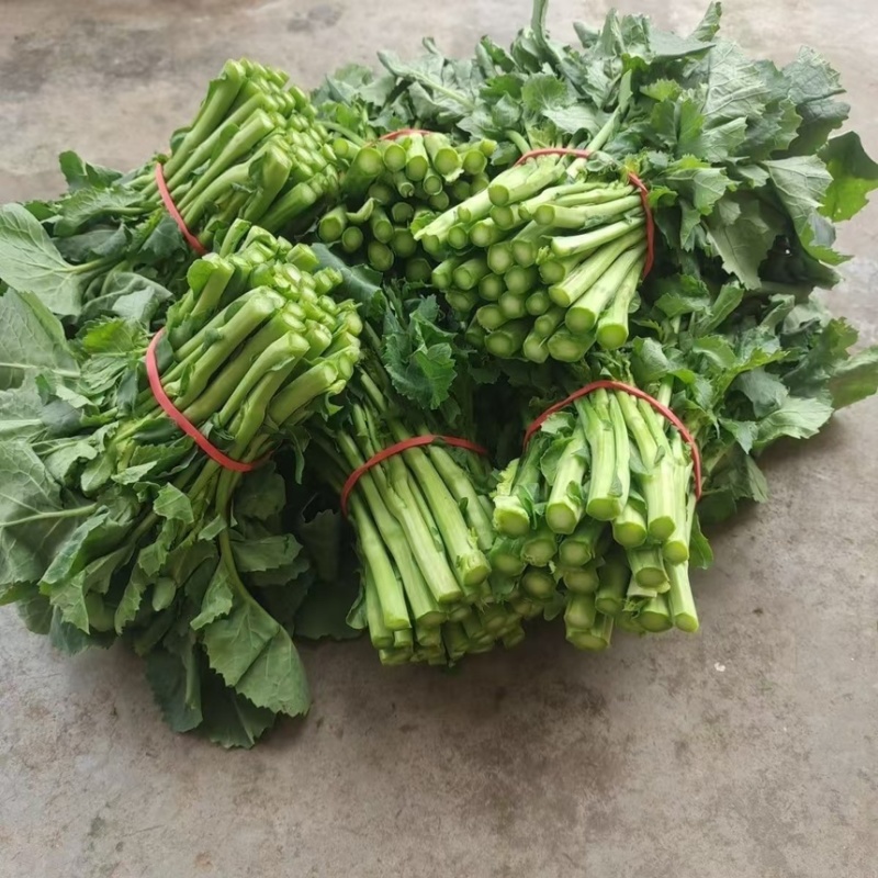 板蓝根青菜