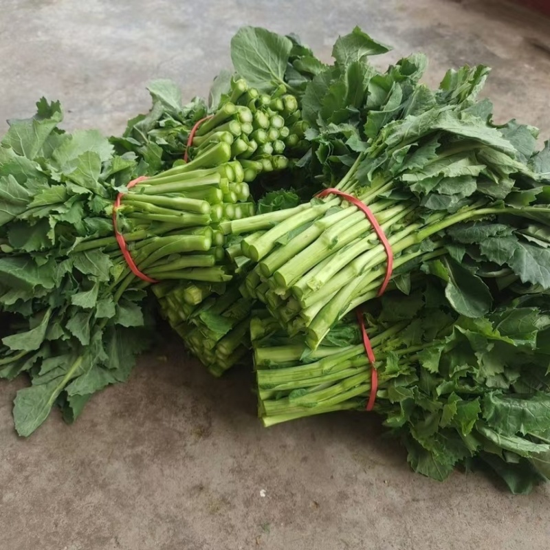 板蓝根青菜