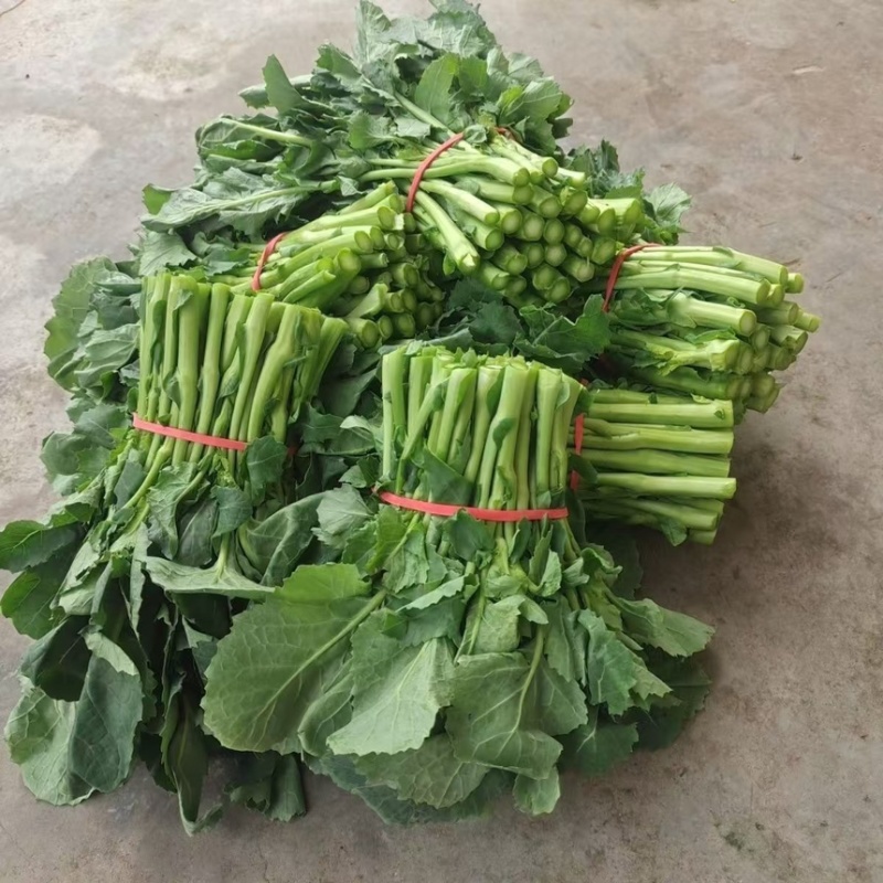 板蓝根青菜