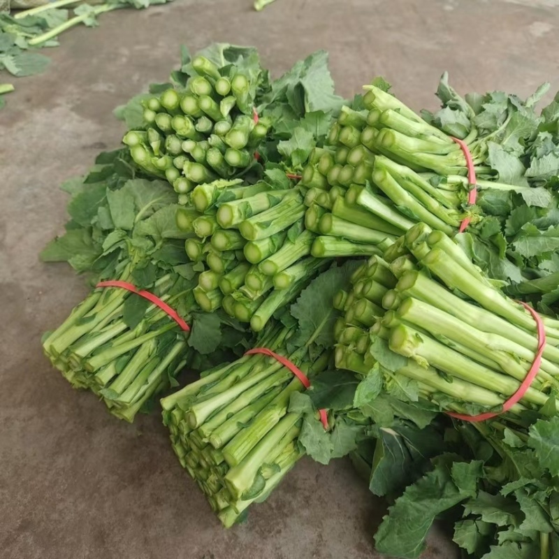 板蓝根青菜