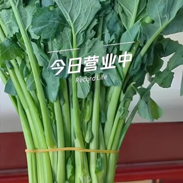 板蓝根青菜