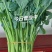 板蓝根青菜