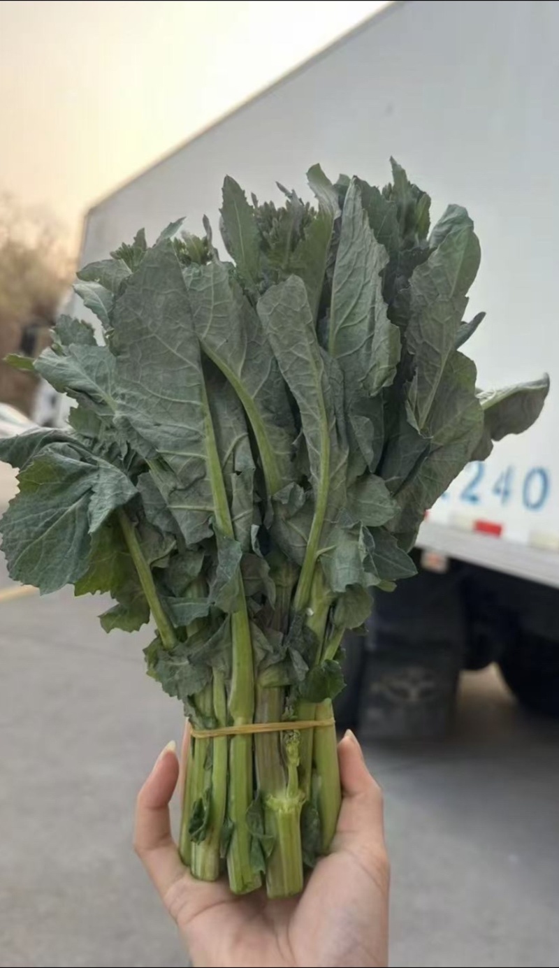板蓝根青菜