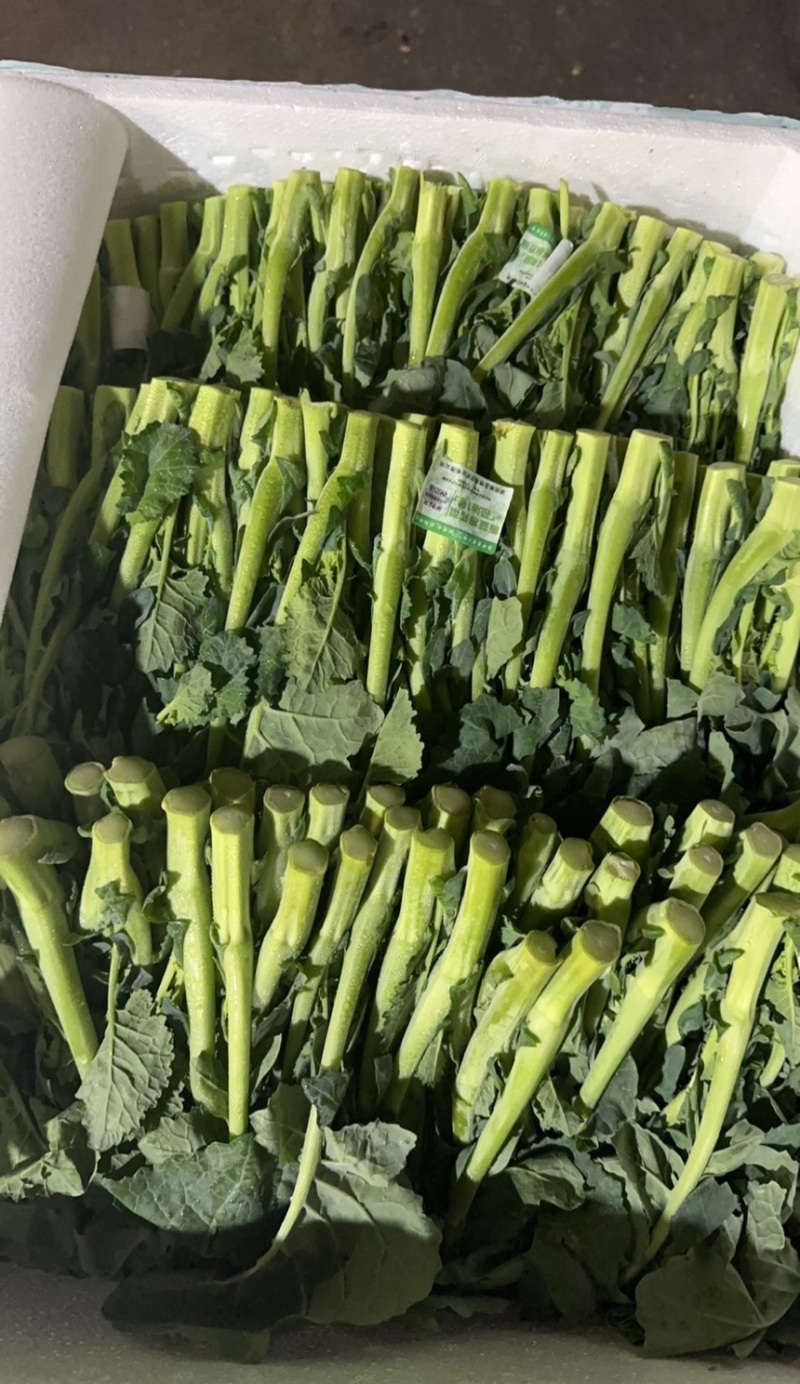 板蓝根青菜