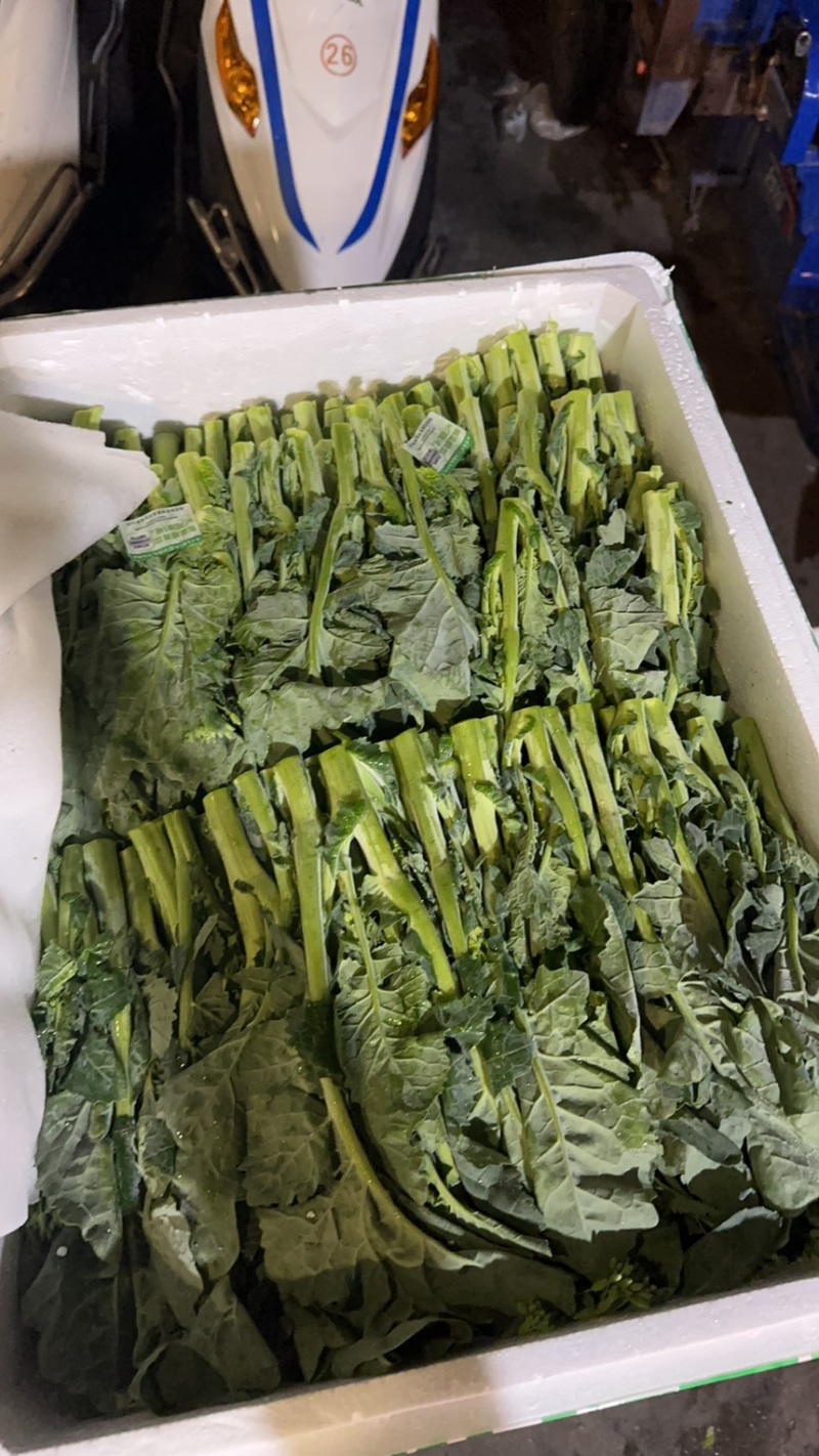 板蓝根青菜