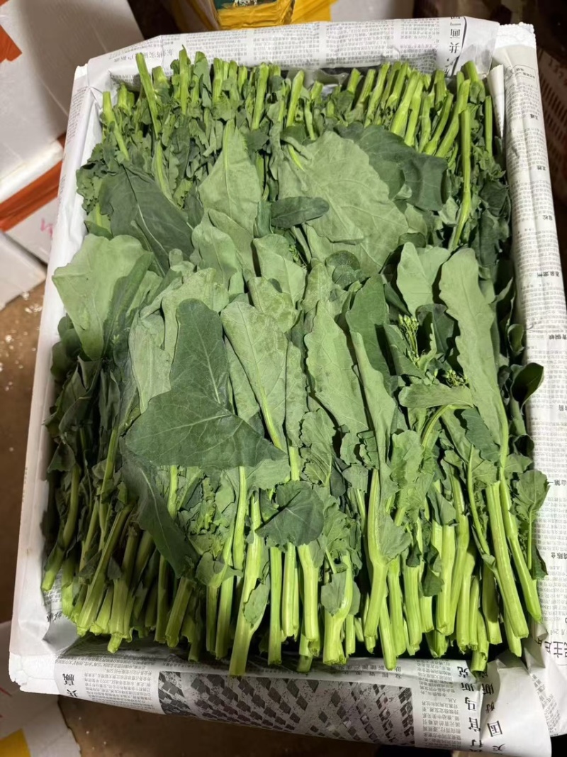 板蓝根青菜