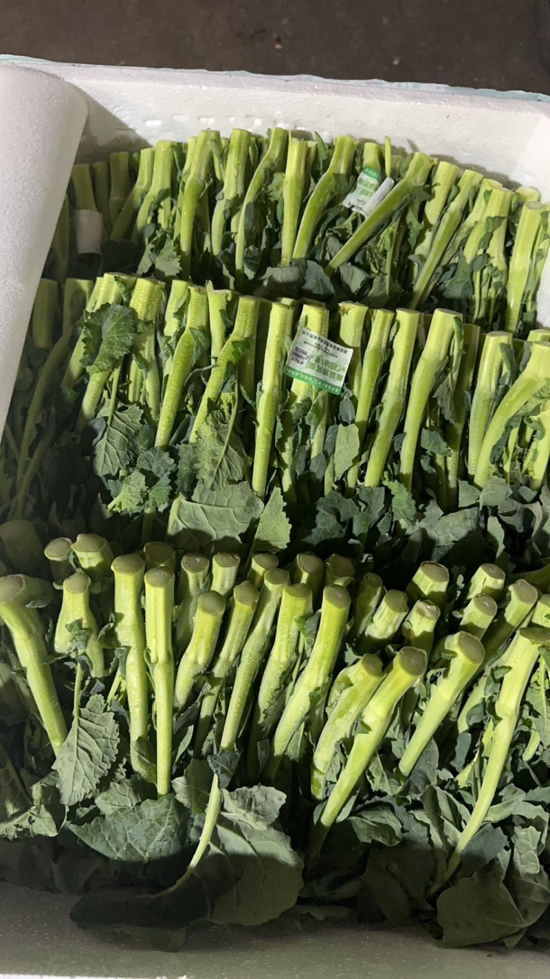 板蓝根青菜