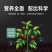 纯硫基花生专用特别添加2亿有效活菌菌增产高效