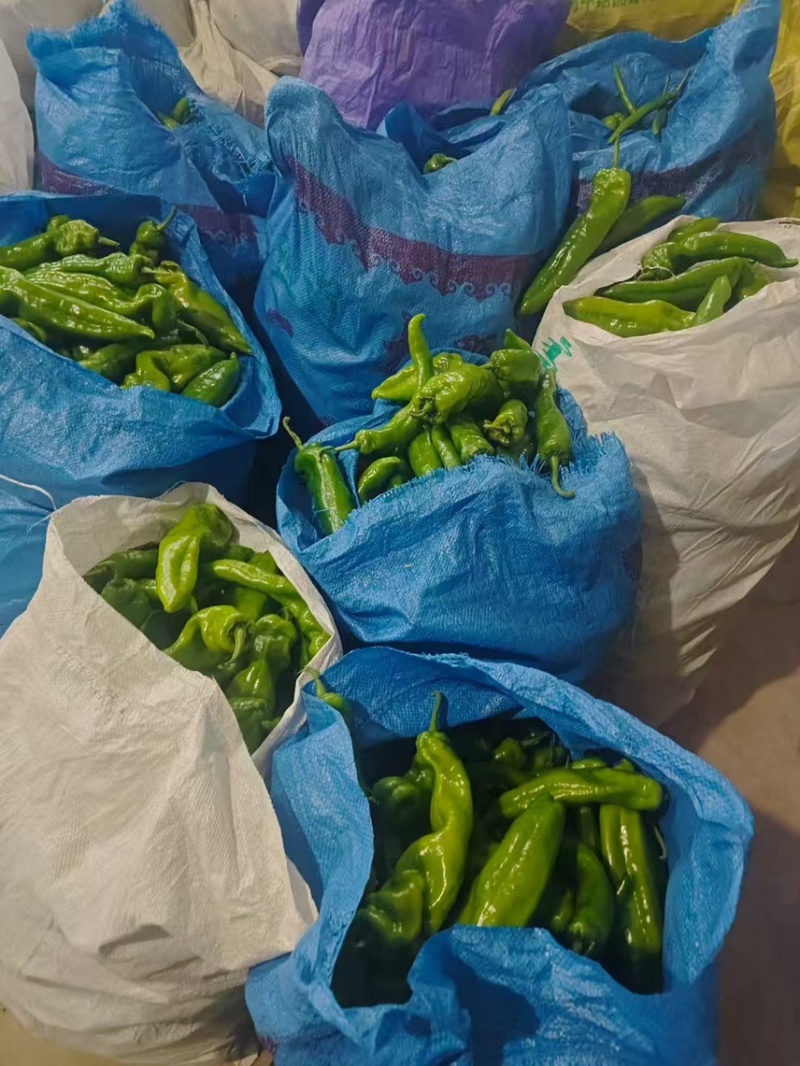 苏椒/对接商超批发市场加工厂/视频看货/欢迎咨询