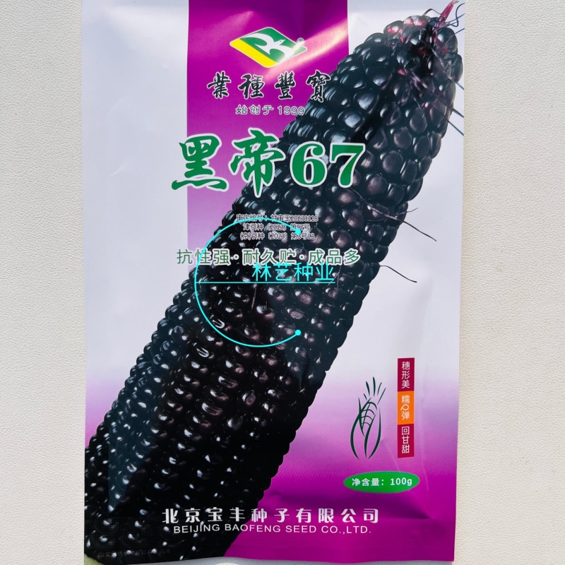 黑帝67黑玉米种子高产抗病大田基地杂交品种黑甜糯黑色玉米