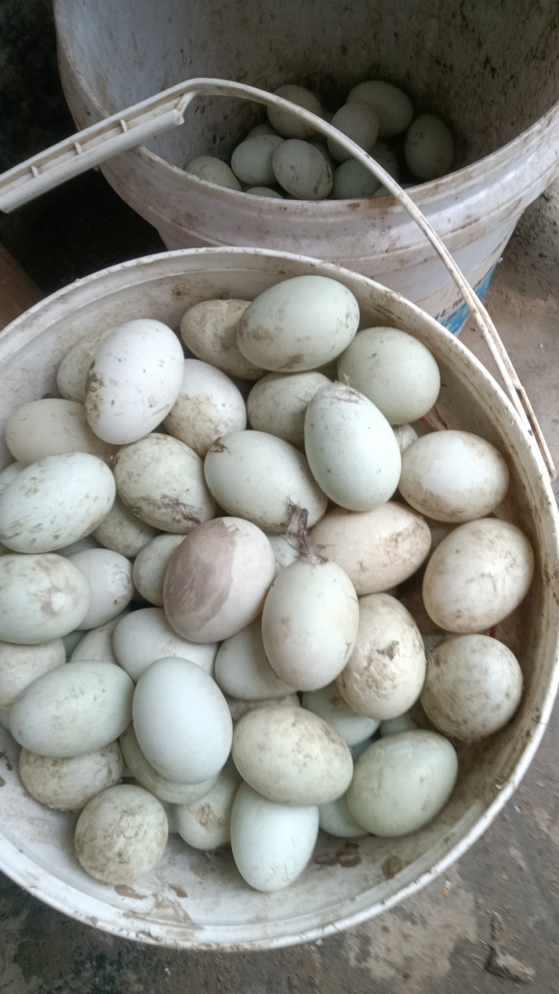 新鲜土鸭蛋，腌好的咸蛋皮蛋，无抗无激素，健康营养美味，农