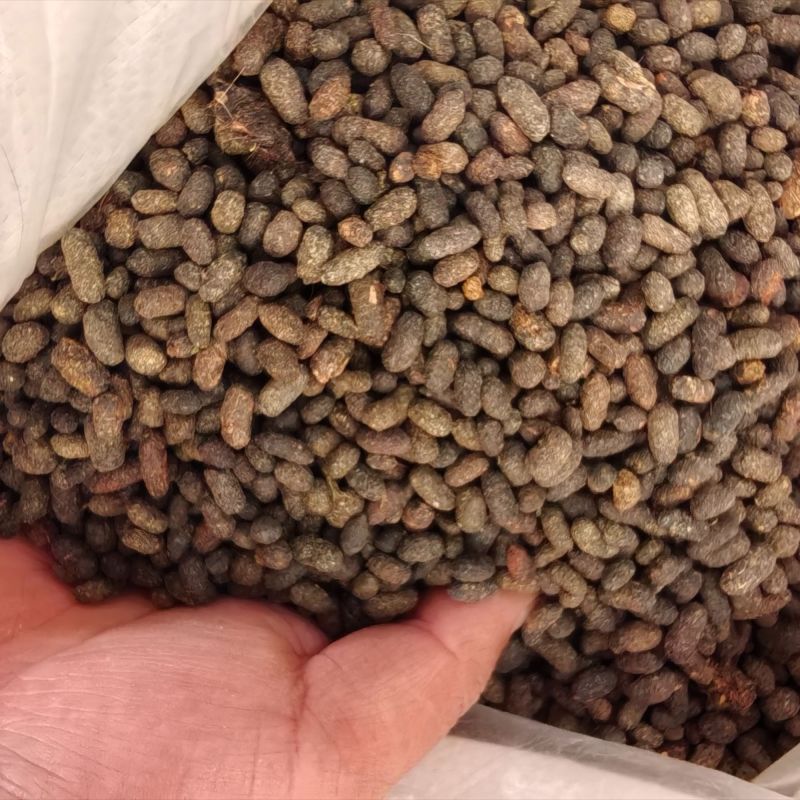 陕西五灵脂，自己家的货，现货2吨，后面全年可以供货，批发