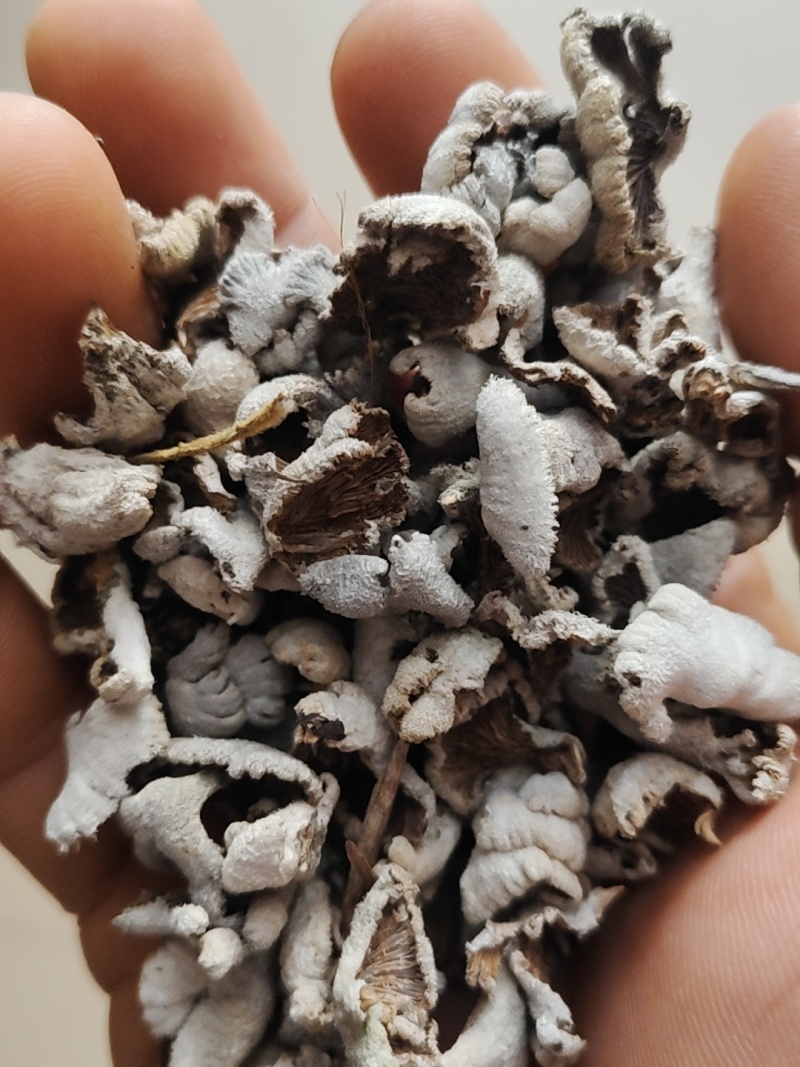 贵州白参菌小白参菌深山自然生长下山货精