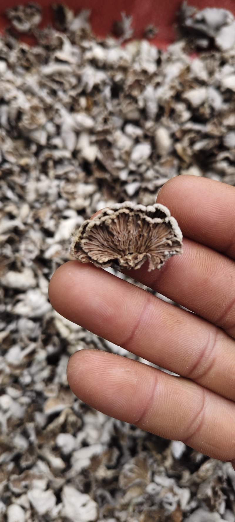贵州白参菌小白参菌深山自然生长下山货精