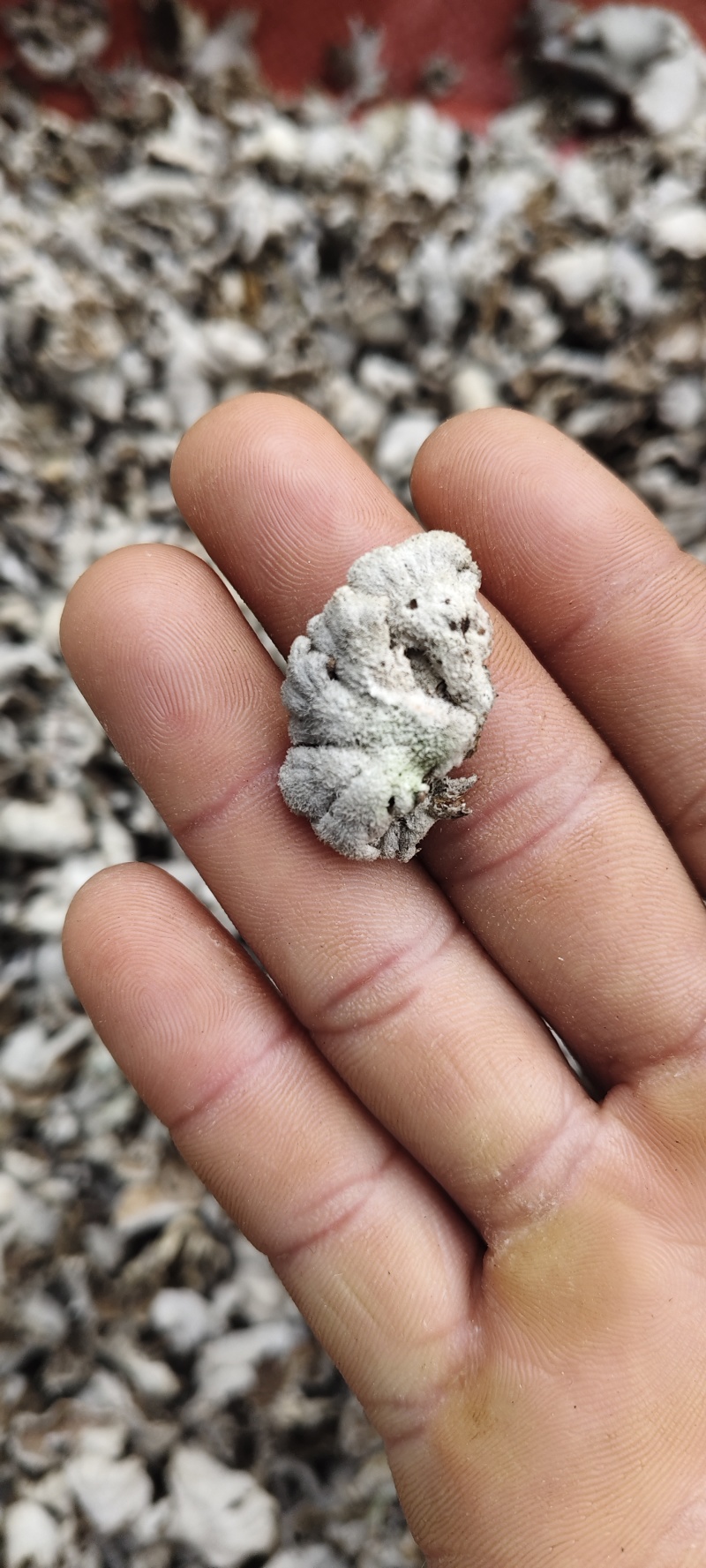 贵州白参菌小白参菌深山自然生长下山货精