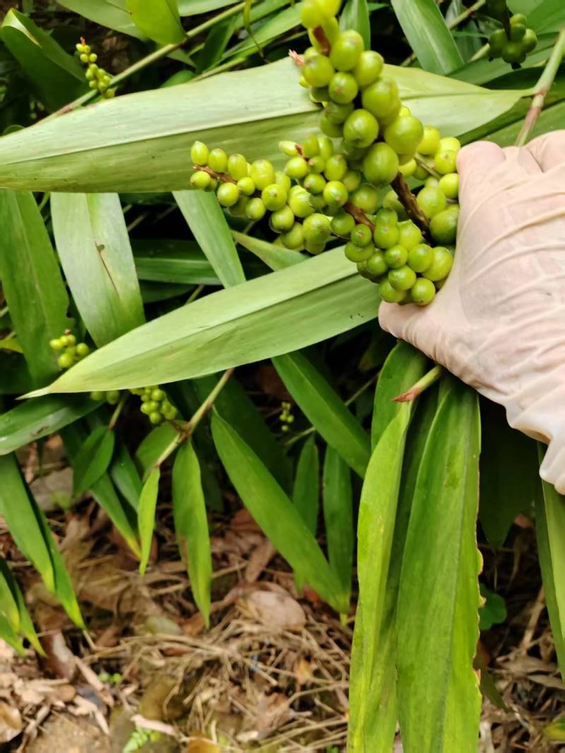 大量现货，对接工厂，代收