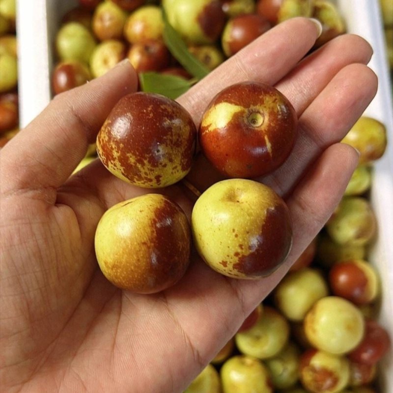 陕西冬枣精品大荔冬枣口感脆甜量大从优产地直发