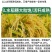厂家直发水稻高产配方肥大量有货可视频看货