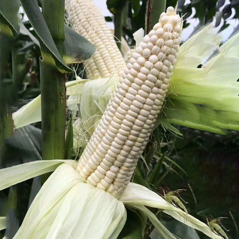 华糯1白糯玉米种子鲜食白甜糯抗病高产耐热南北方农家大田