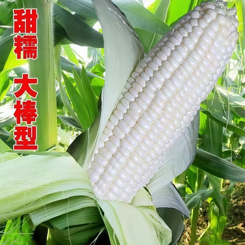 华糯1白糯玉米种子鲜食白甜糯抗病高产耐热南北方农家大田