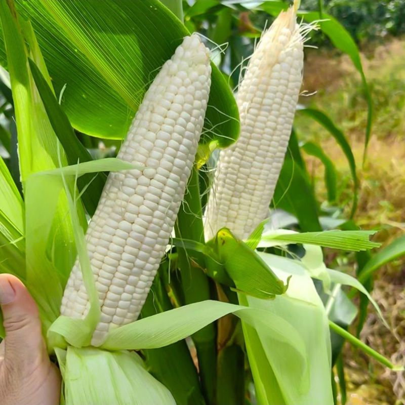 华糯1白糯玉米种子鲜食白甜糯抗病高产耐热南北方农家大田