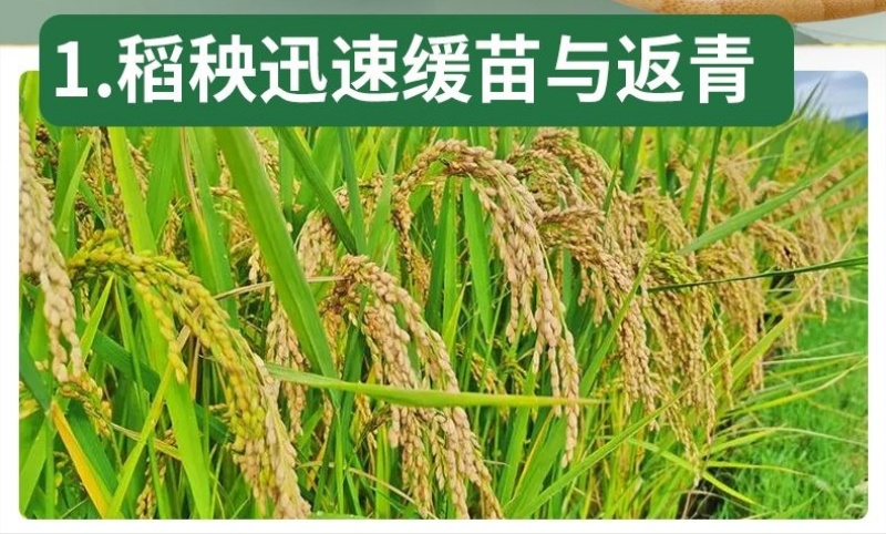 厂家直发水稻高产配方肥大量有货可视频看货