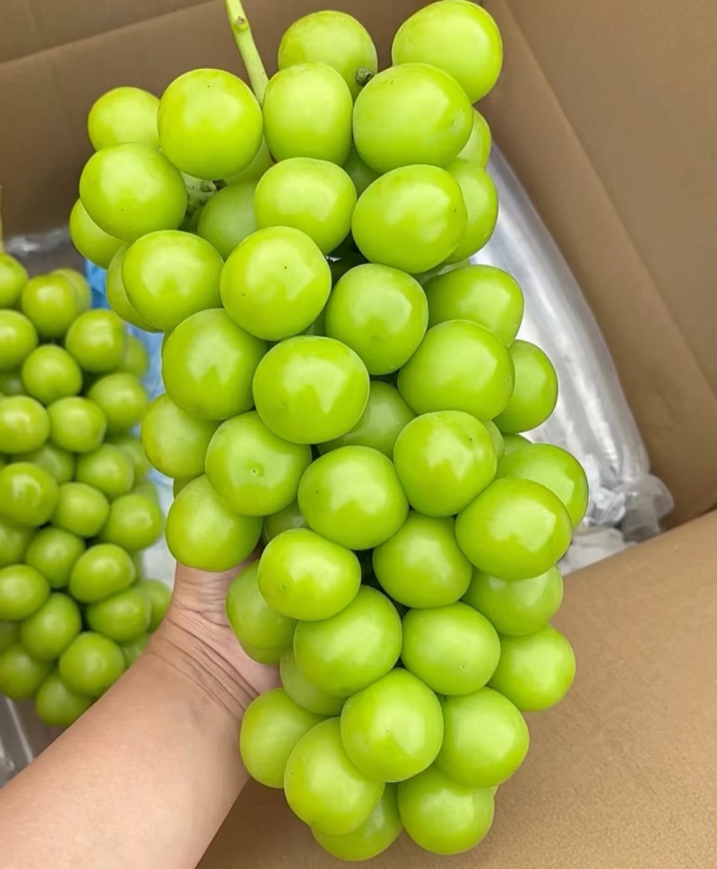 陕西葡萄精品阳光玫瑰大量上市产地直供代办代发
