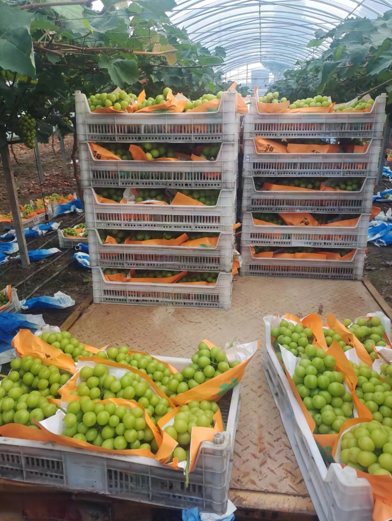 陕西葡萄精品阳光玫瑰大量上市产地直供代办代发