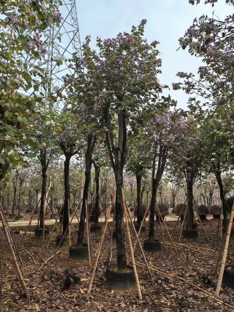 宫粉紫荆15-20分大量低价出售，欢迎大家咨询