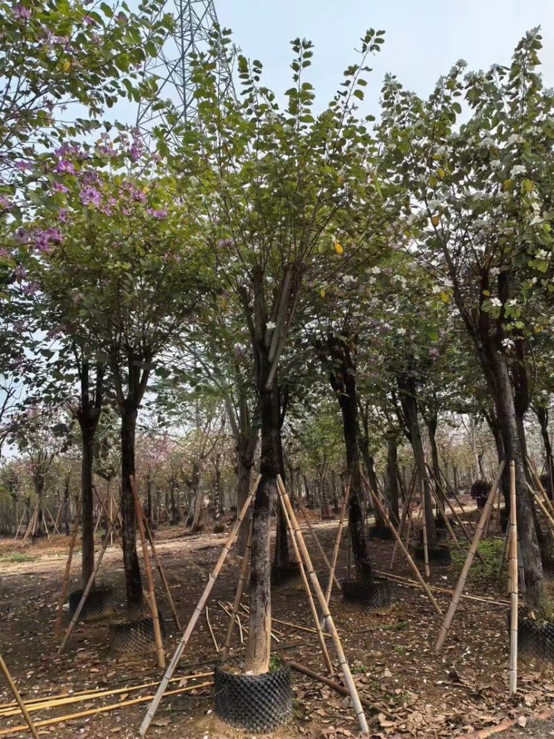 宫粉紫荆15-20分大量低价出售，欢迎大家咨询