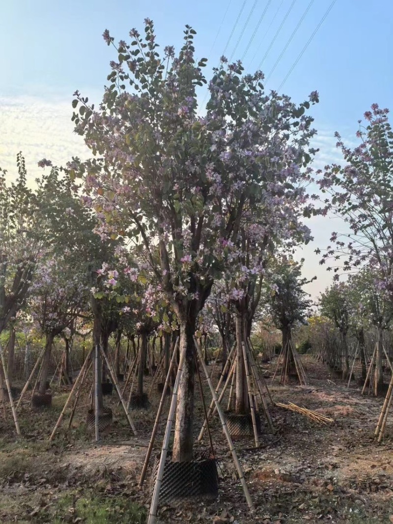 宫粉紫荆15-20分大量低价出售，欢迎大家咨询