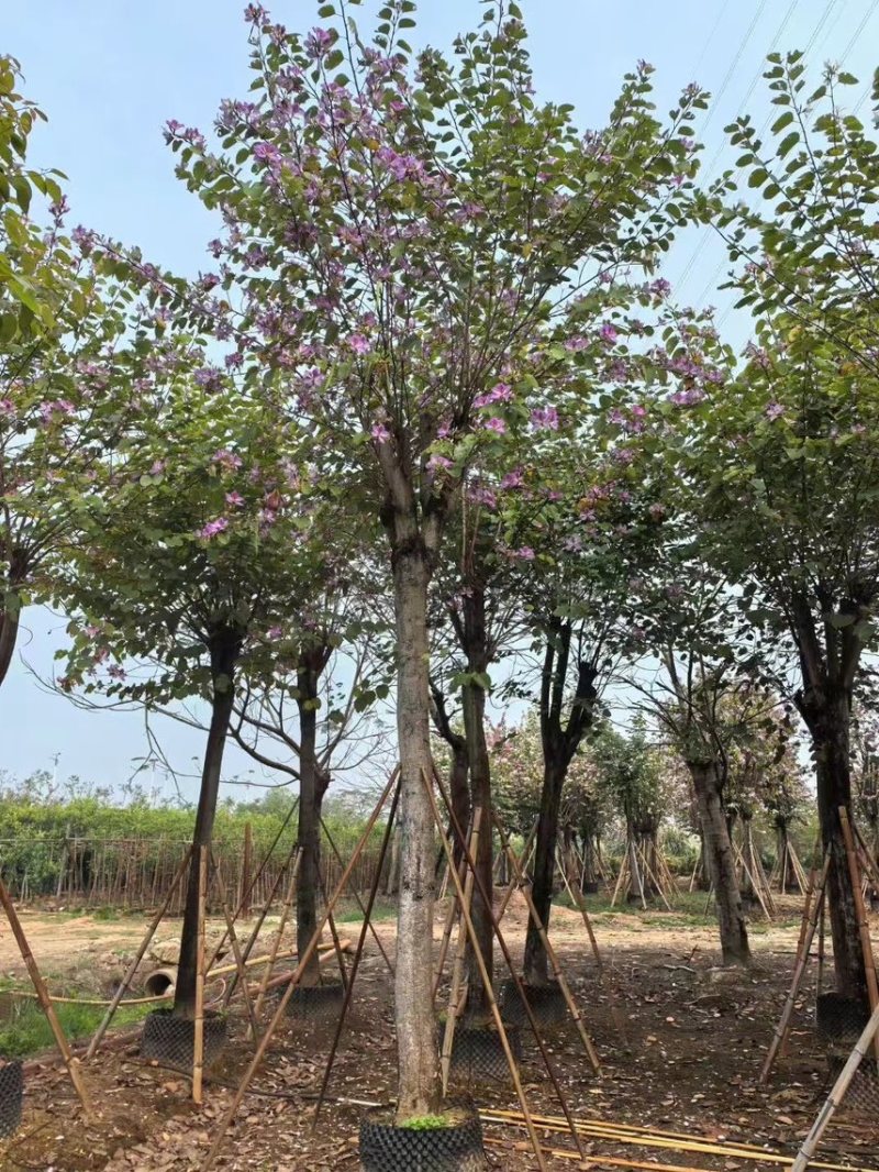 宫粉紫荆15-20分大量低价出售，欢迎大家咨询