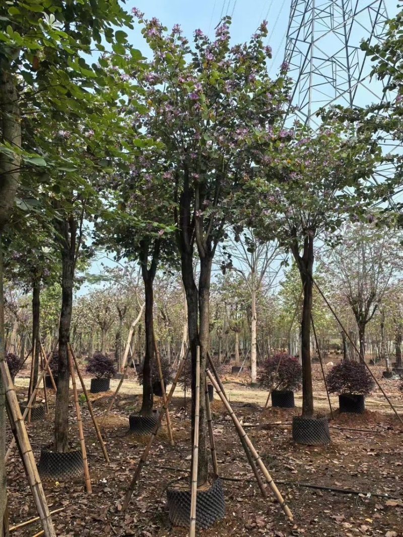 宫粉紫荆15-20分大量低价出售，欢迎大家咨询