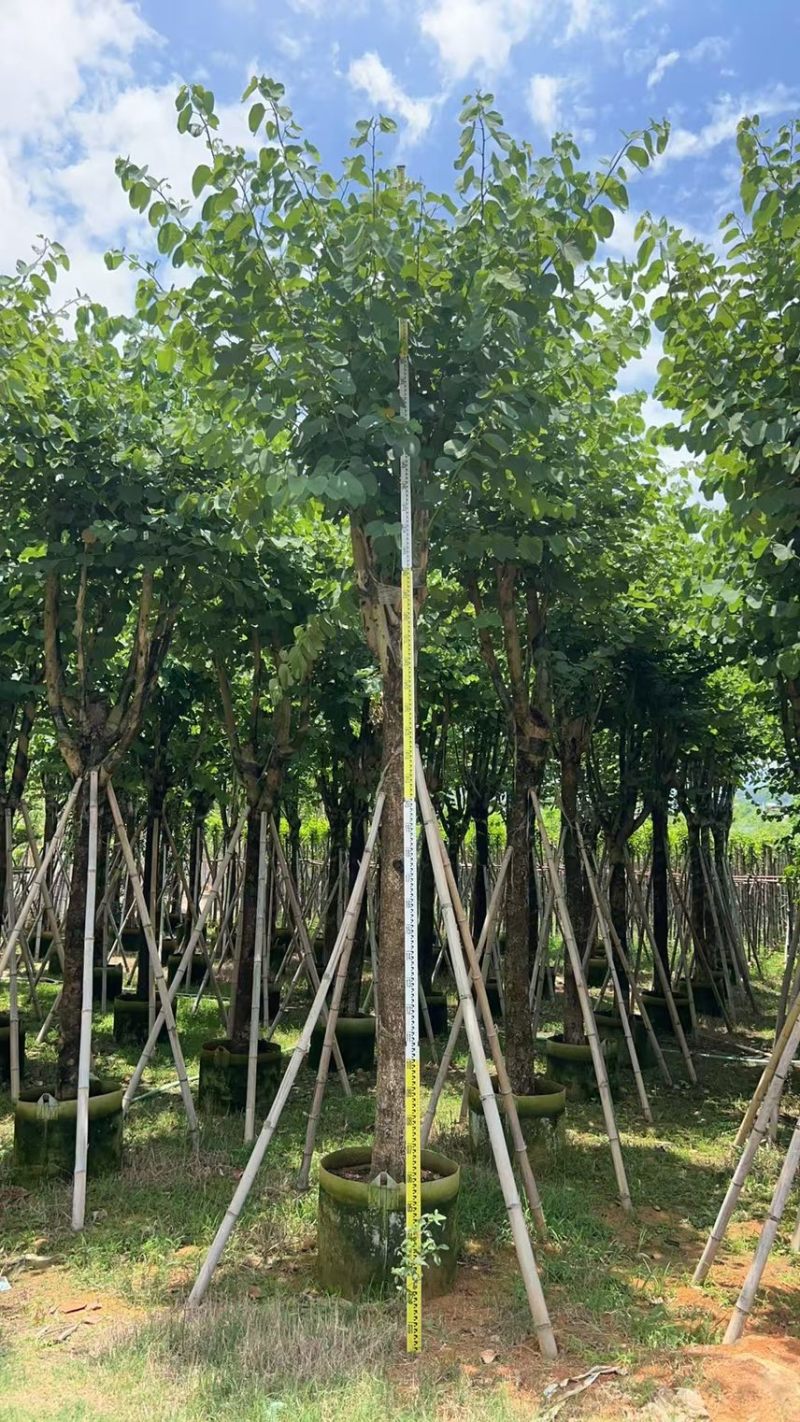 宫粉紫荆15-20分大量低价出售，欢迎大家咨询
