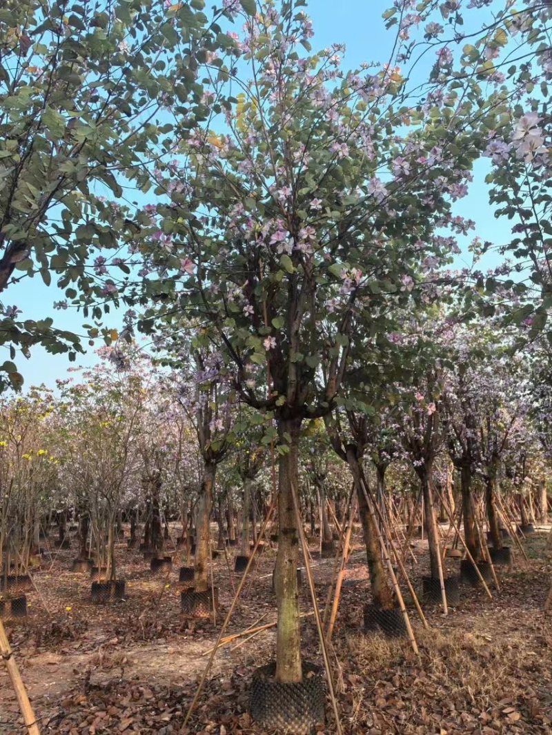 宫粉紫荆15-20分大量低价出售，欢迎大家咨询