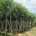 宫粉紫荆15-20分大量低价出售，欢迎大家咨询