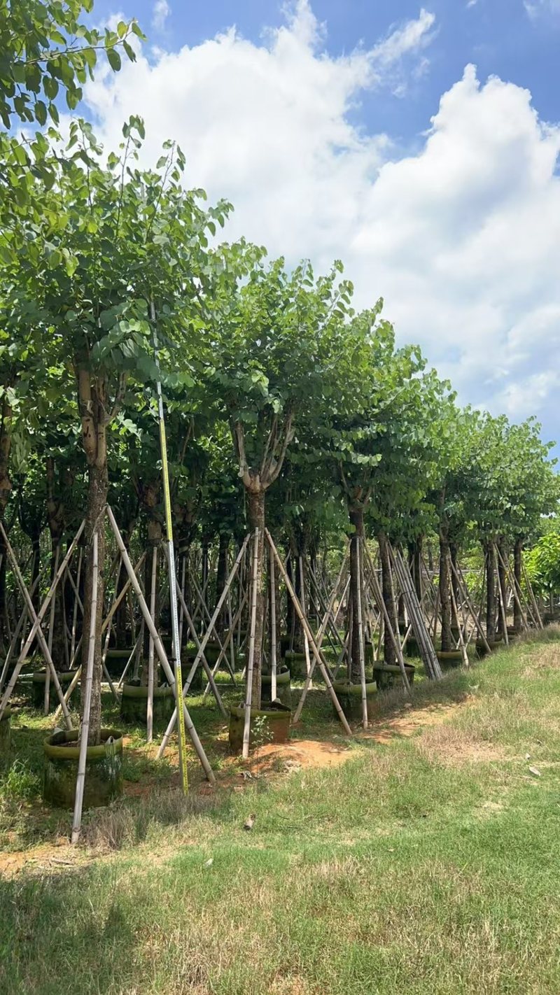 宫粉紫荆15-20分大量低价出售，欢迎大家咨询