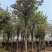宫粉紫荆15-20分大量低价出售，欢迎大家咨询