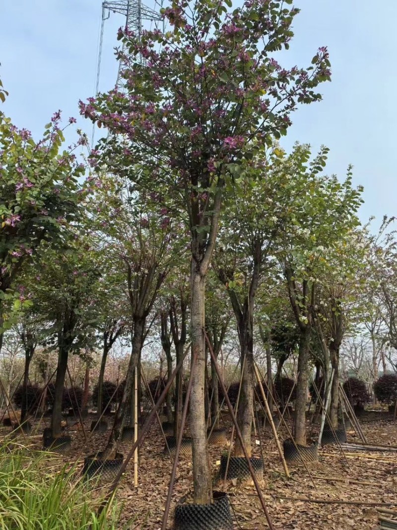 宫粉紫荆15-20分大量低价出售，欢迎大家咨询