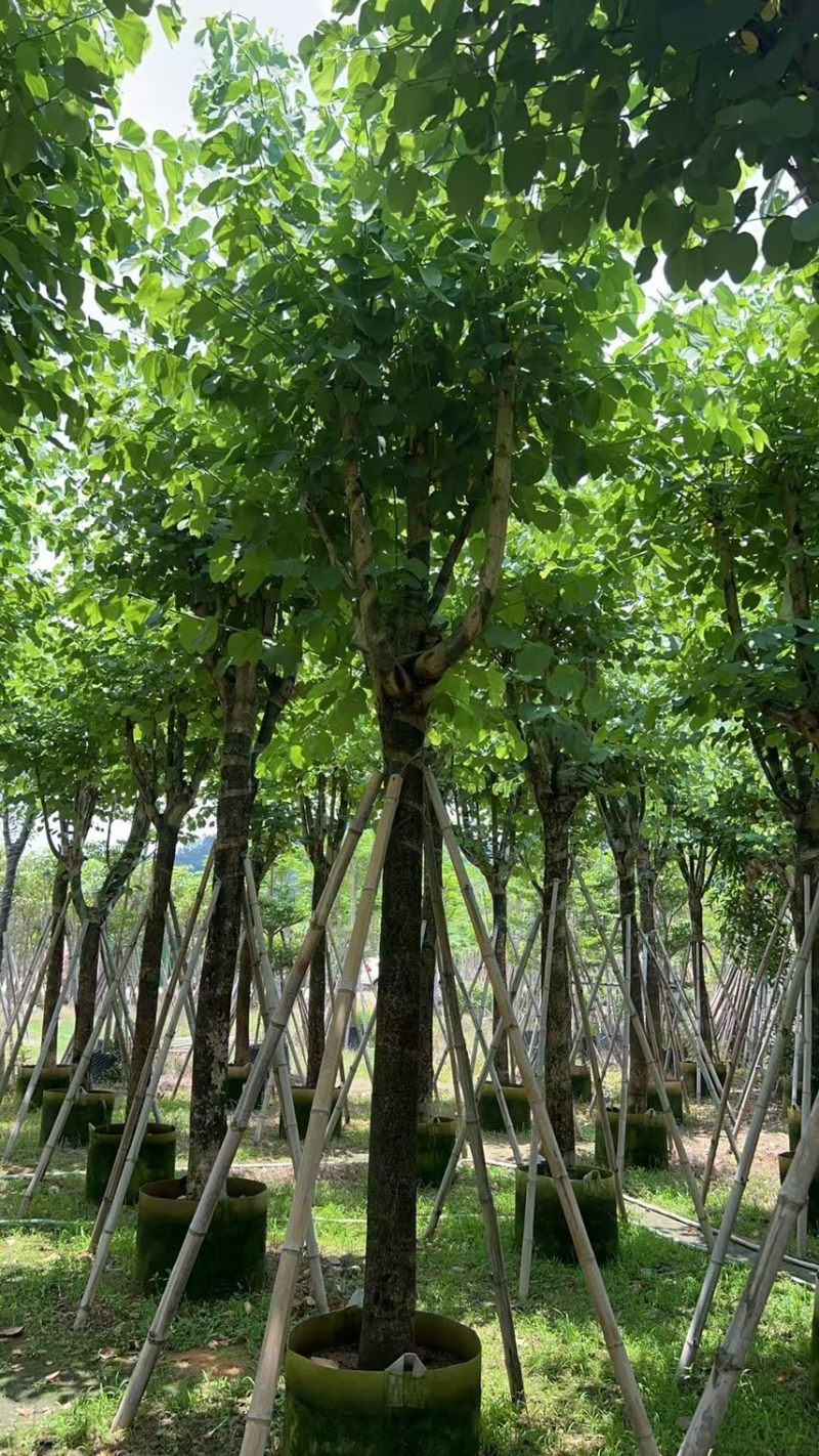 宫粉紫荆15-20分大量低价出售，欢迎大家咨询