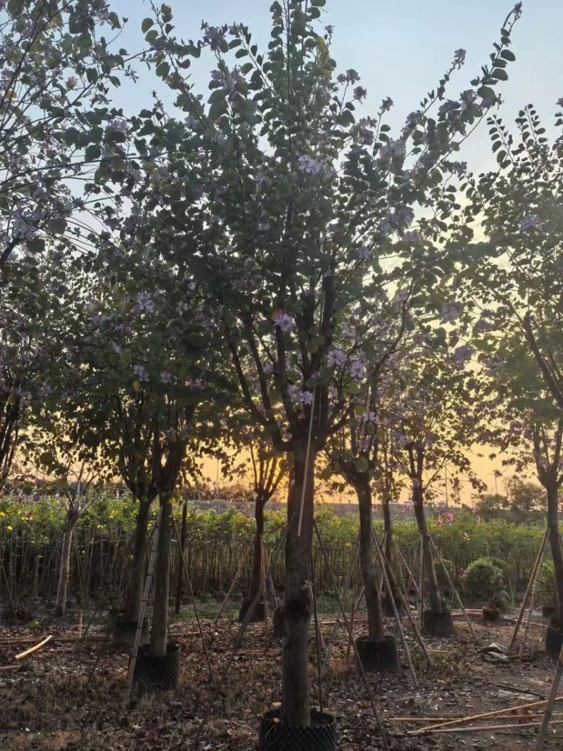 宫粉紫荆15-20分大量低价出售，欢迎大家咨询
