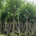 宫粉紫荆15-20分大量低价出售，欢迎大家咨询